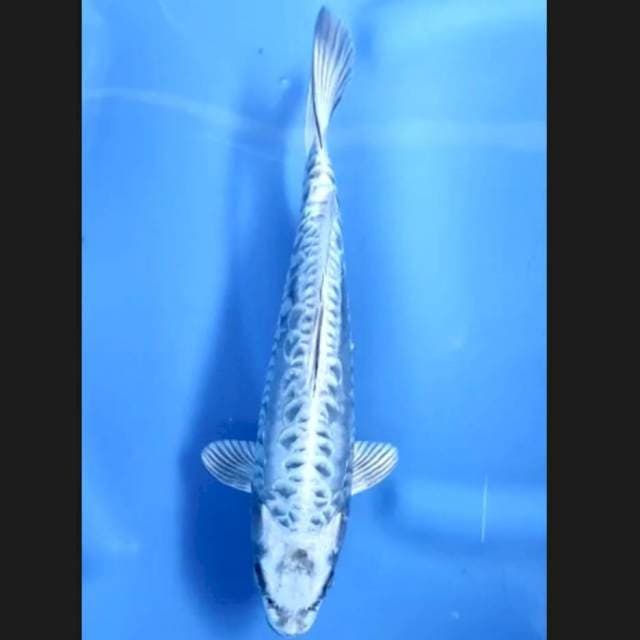 9. Mukasi Aragoke Bulky || 32 cm