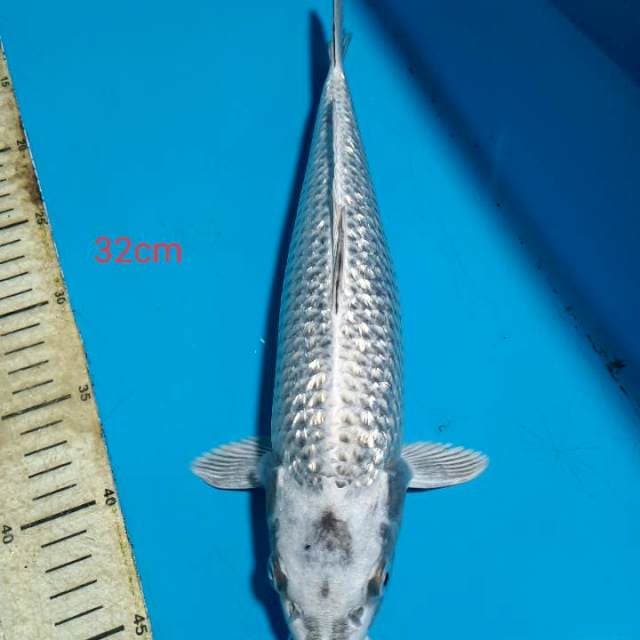 Mukashi 32cm ginrin full