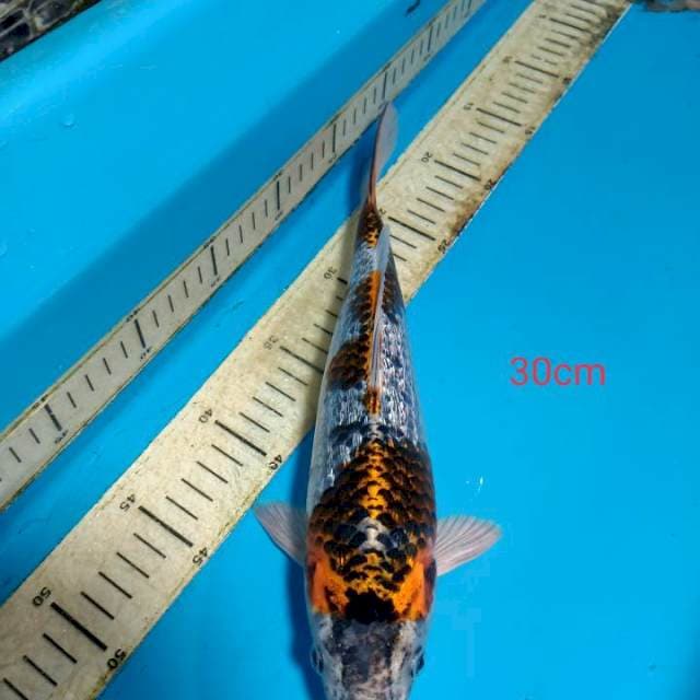 Unique full ginrin 30cm