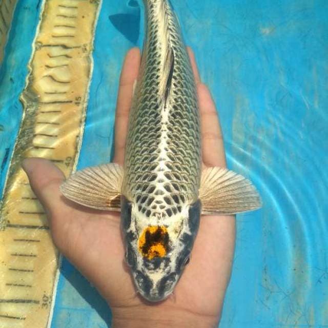 Tanco matsuba 26cm.