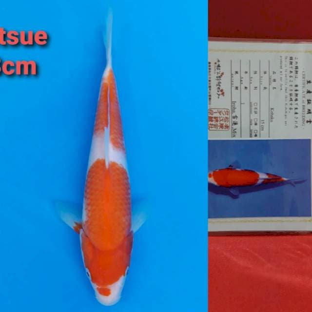 Marujyu Kohaku 23cm certy