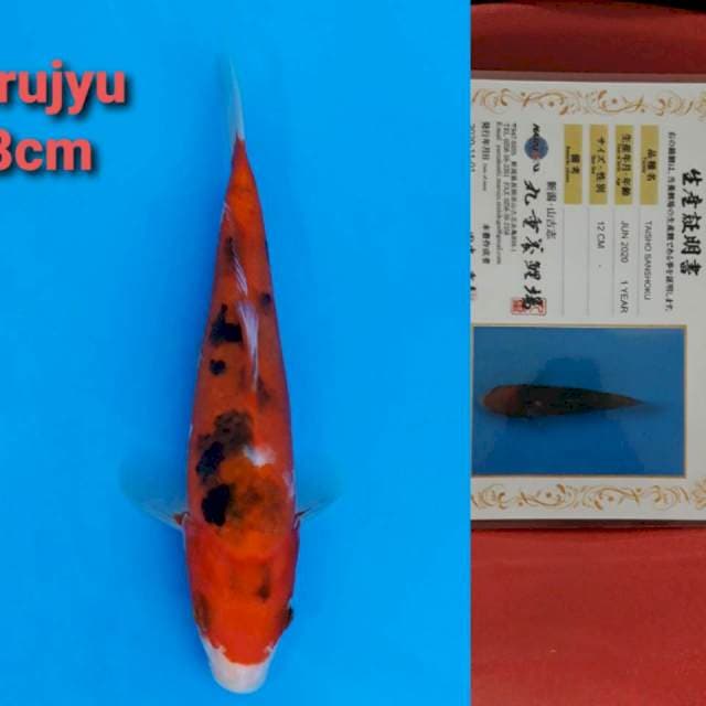 Marujyu Sanke 18ccm certy