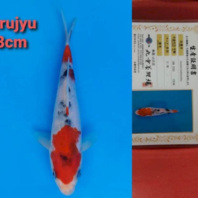 Marujyu Sanke 18cm certy