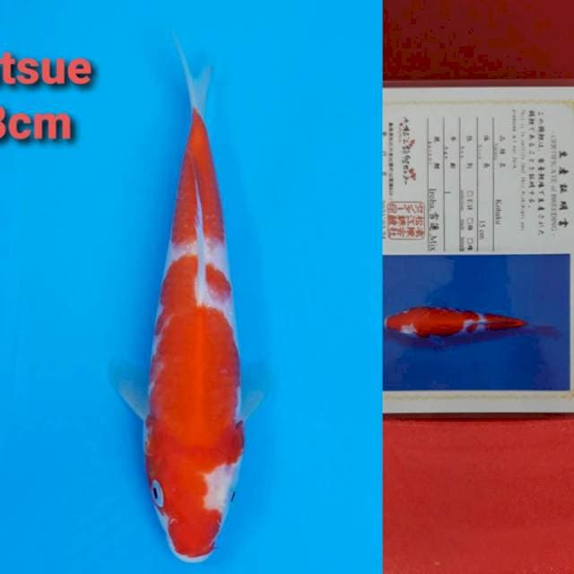 Matsue Kohaku 18cm certy