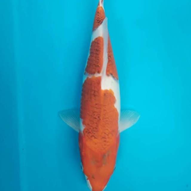 Goromo