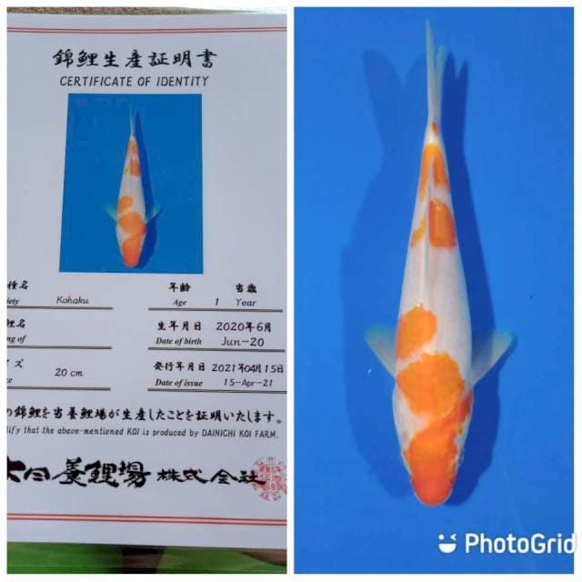 Kohaku dainichi