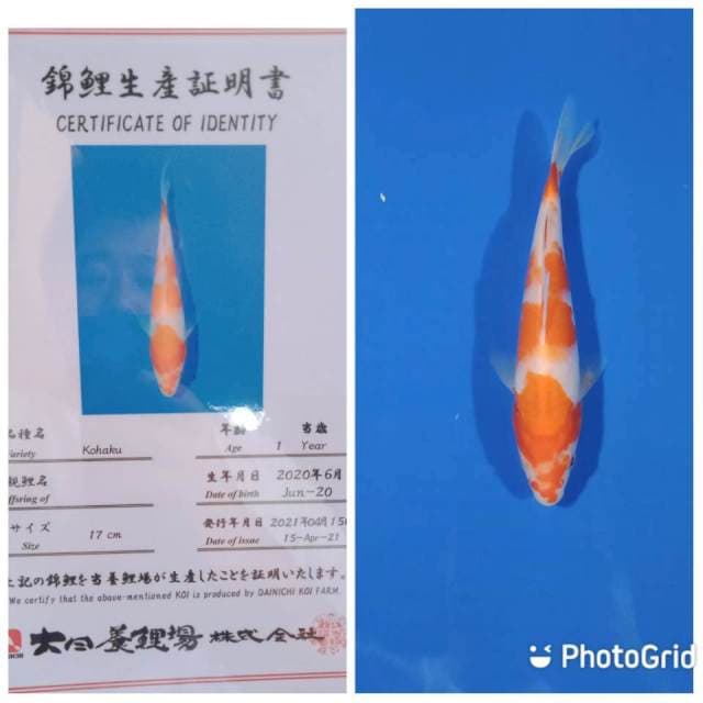 Kohaku dainichi