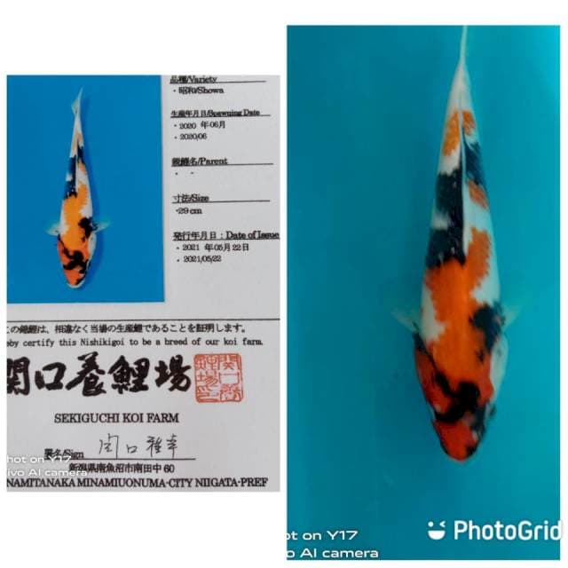Showa jumbo tosai sekiguchi
