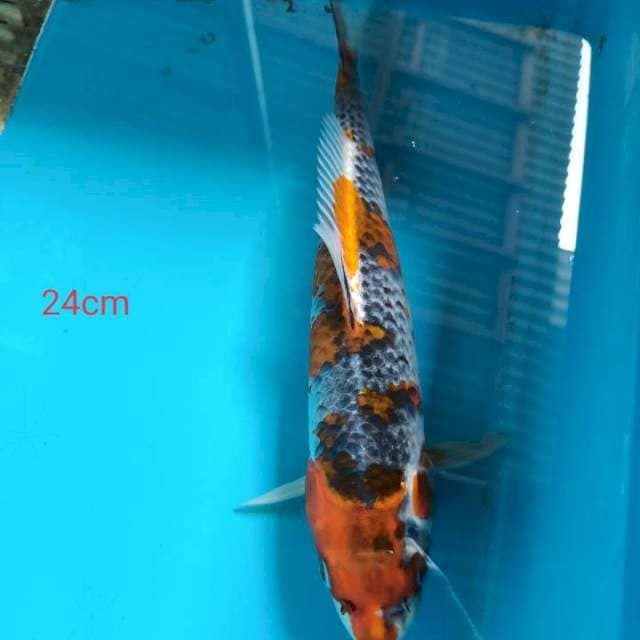 Goshiki 24cm