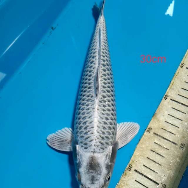 Mukashi 30cm