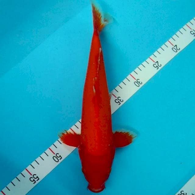 Aka Hajiro red strong 35cm