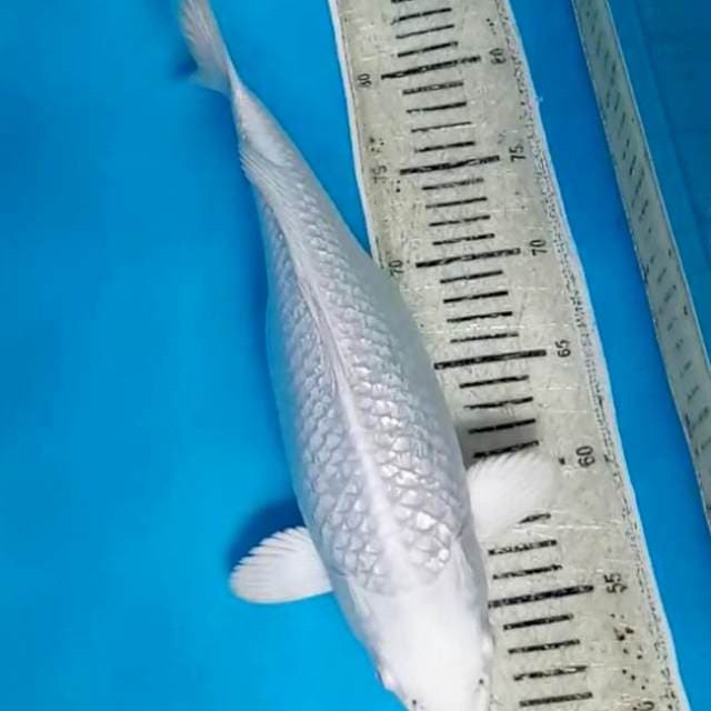 Platinum 34 cm F