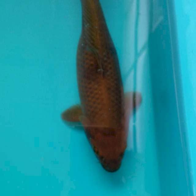 CAGOI
