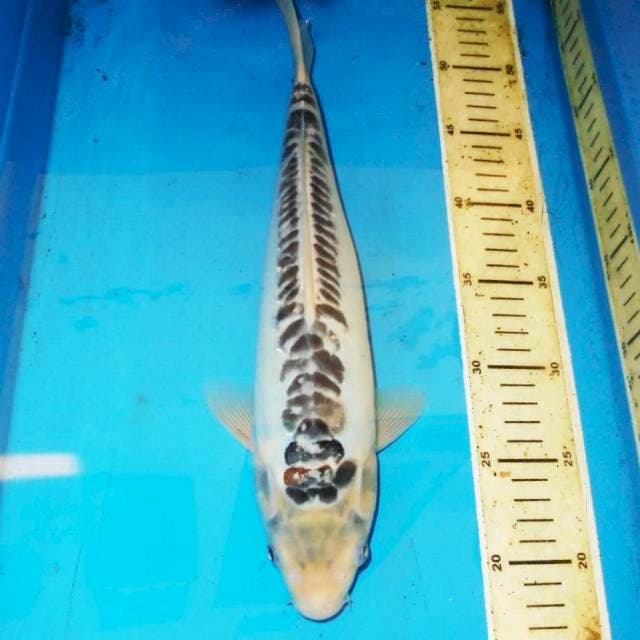 SHUSUI BADAK AIR 34cm