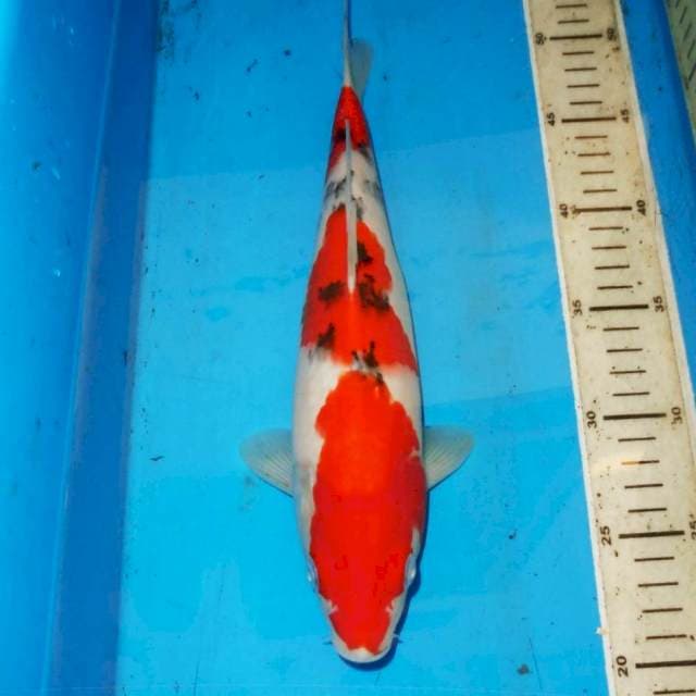 SANDAN SANKE 3 STEP 32cm