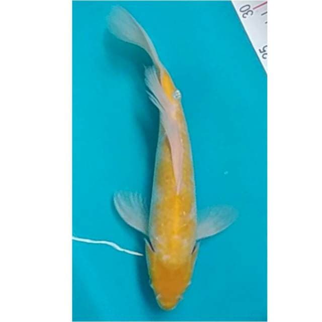 Kumpay Hariwake 34cm