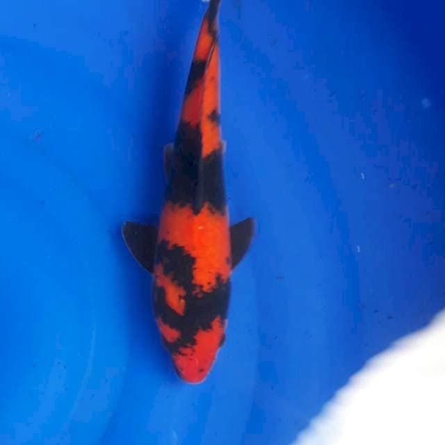 Utsurii strong 31cm jantan