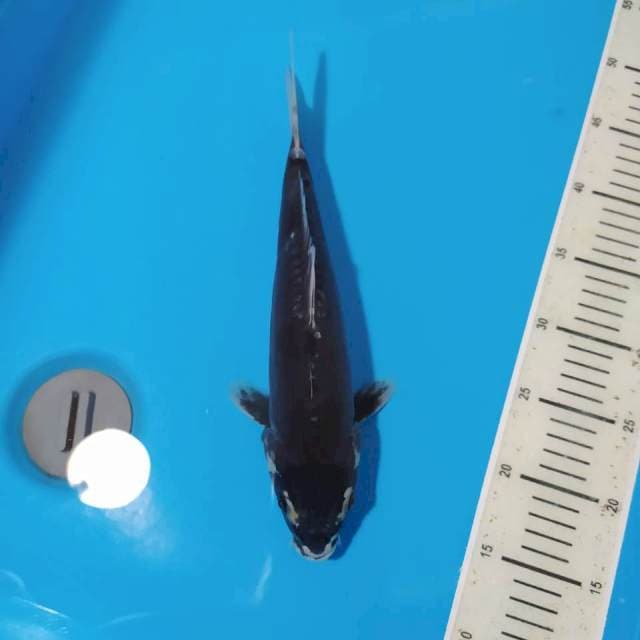 Hitammanis doitsu (antik)