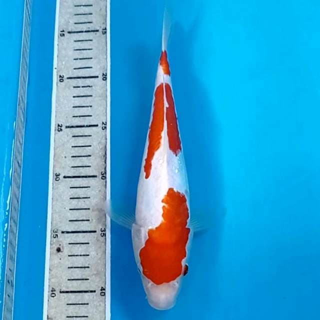 Kohaku doitsu, 27 cm