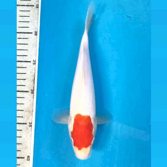 Bahan tancho, 24 cm