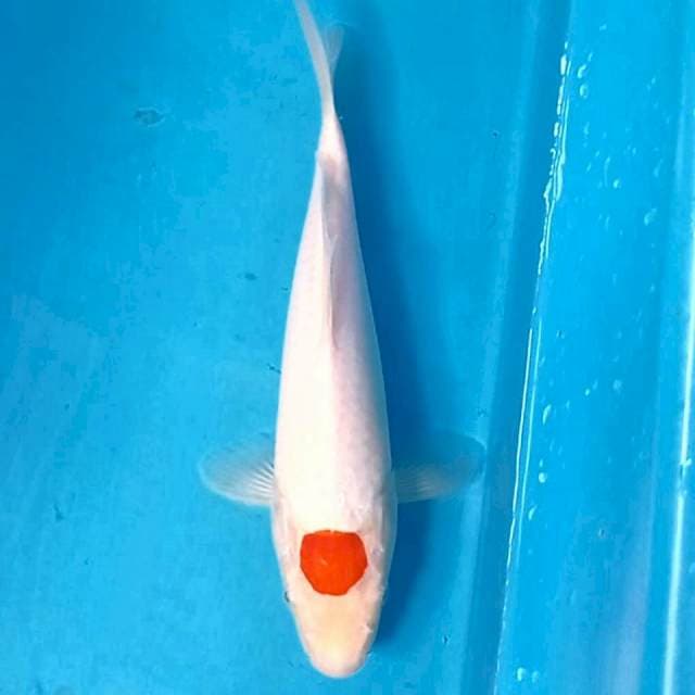 Tancho kohaku, 24 cm