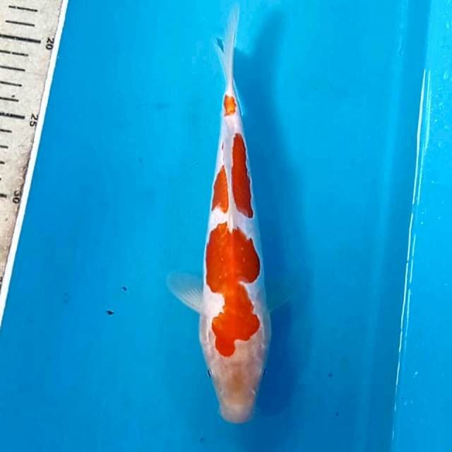 Kohaku doitsu, 23 cm