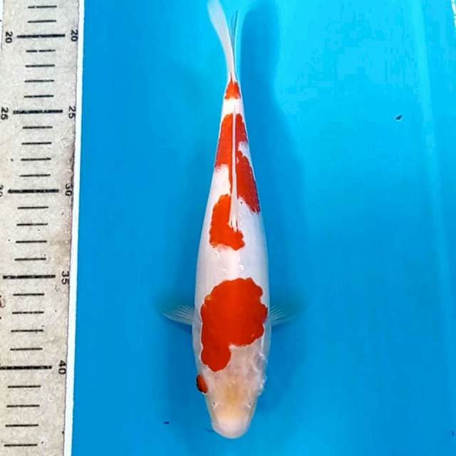 Kohaku, 23 cm