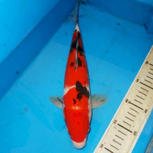 SANKE MERAH STRONG 33cm
