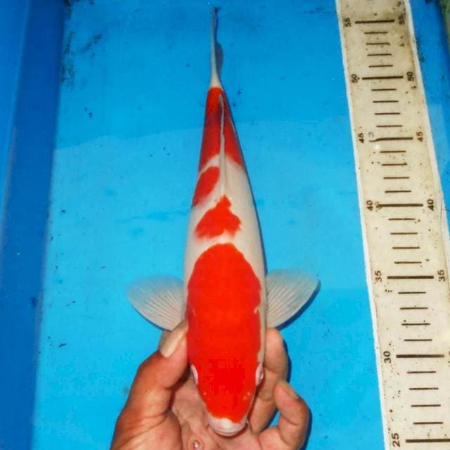 KOHAKU POLKADOT 31cm