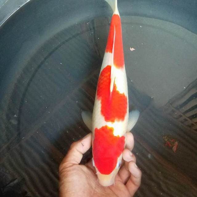 SANDAN KOHAKU ORIGINAL