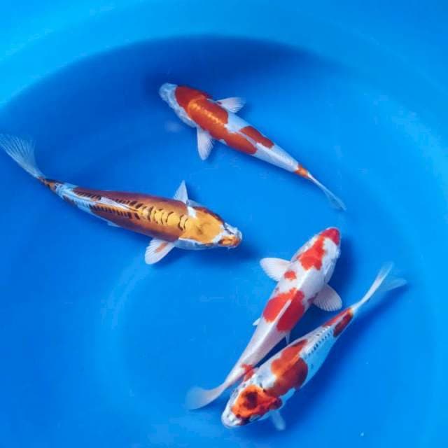 Mix ,kiko hariwake sakura ogon. 21 sd 25cm