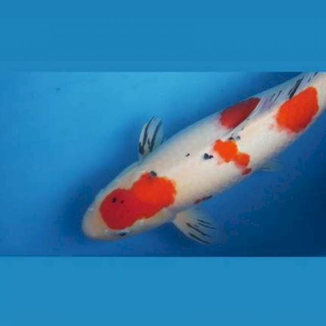 Sanke Jumbo -+60cm