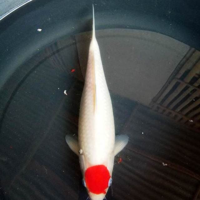 TANCHO KOHAKU ORIGINAL FEMALE 30 CM