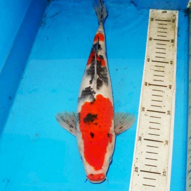 33cm SANKE 3step