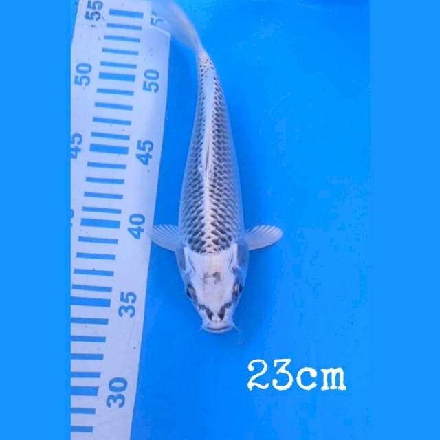 Matsuba joss 23cm