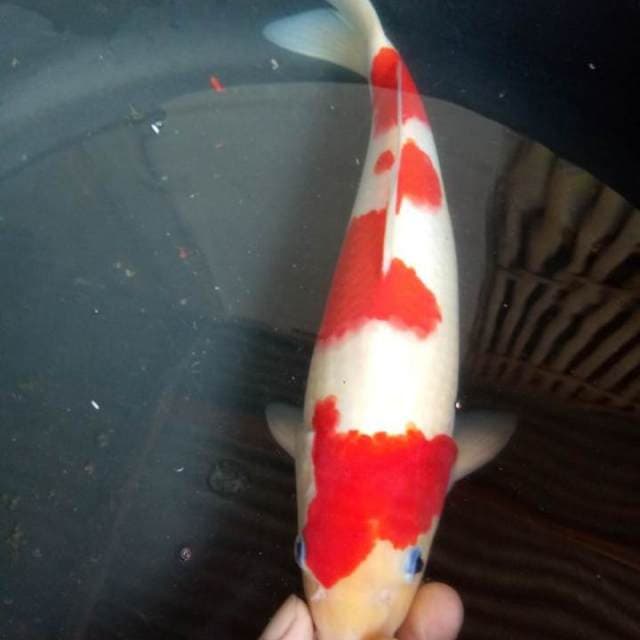 Kohaku original