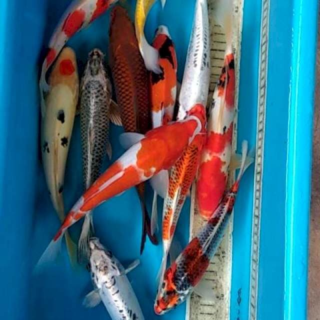 Mix 12ekor 25-28cm