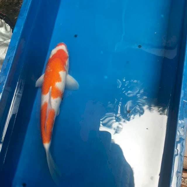 Kohaku 35bu