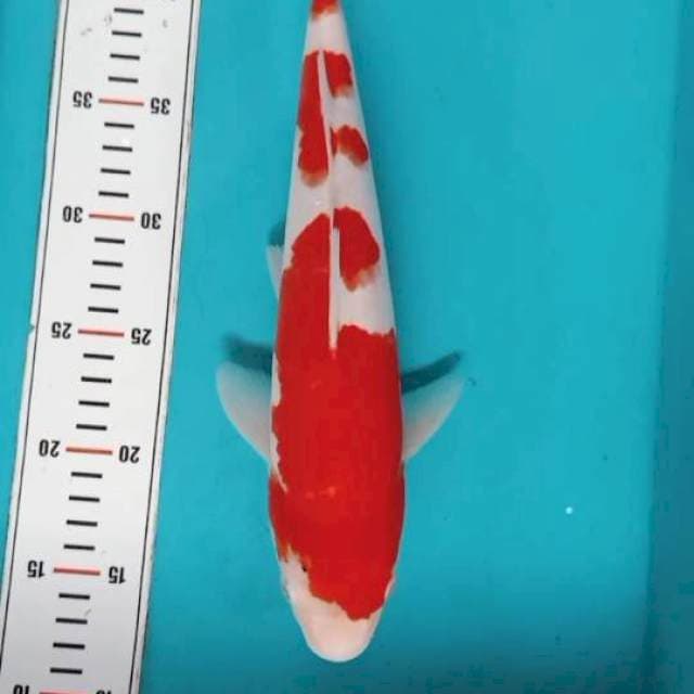 Kohaku Strong Male