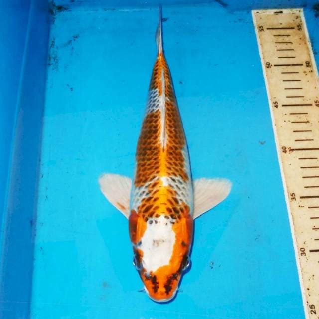 30cm KUJAKU BERSIH