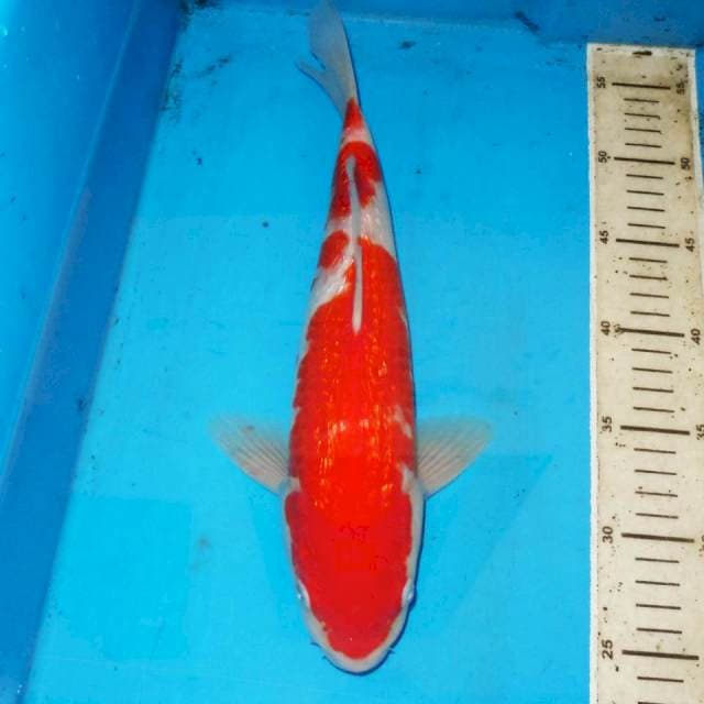 33cm KINGINRIN KOHAKU BLINK BLINK