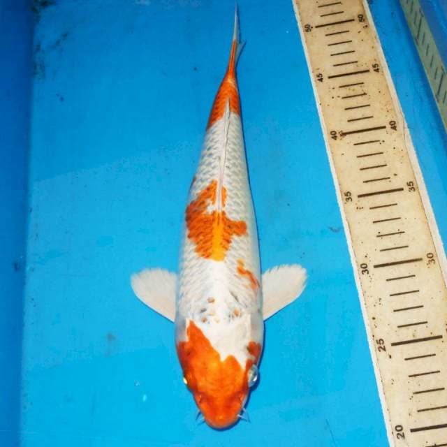 30cm ORANGE HARIWAKE ABSTRAK