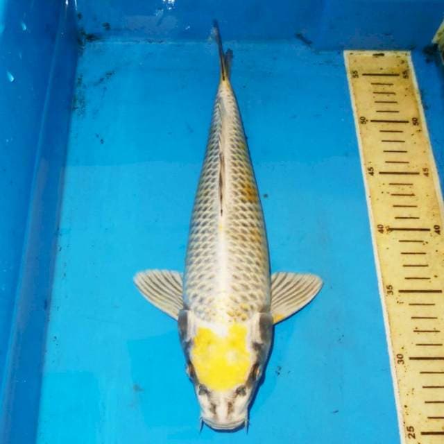 33cm TANCHO KUNING MUKASI UNIK