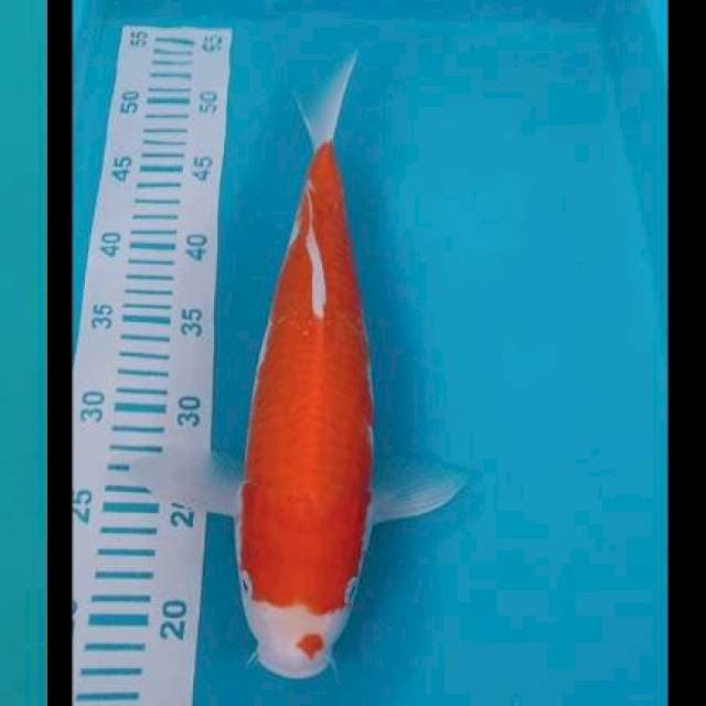 Kohaku strong 33cm