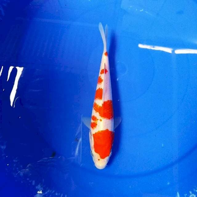 Kohaku