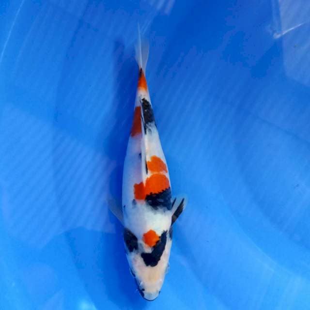 Kindai Showa 27cm HQ