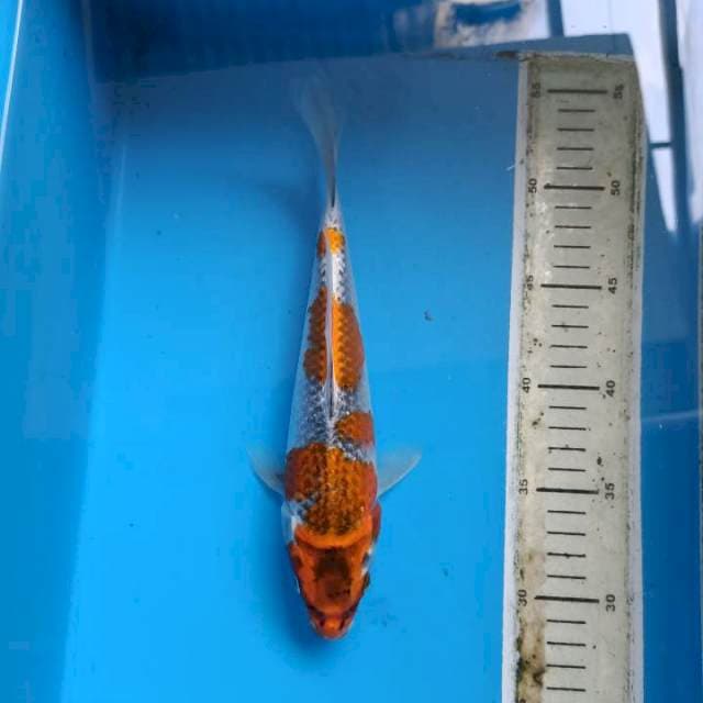Kogane goshiki 25cm male
