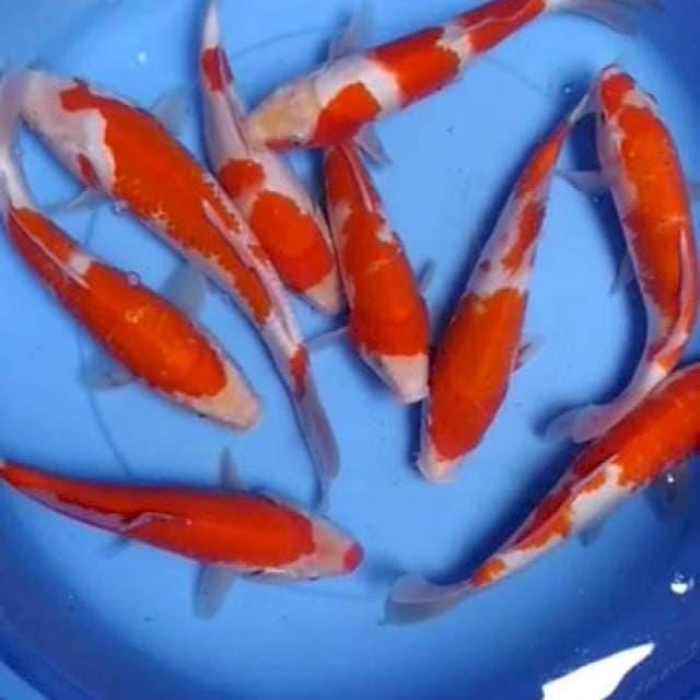 Kohaku 25-30 cm