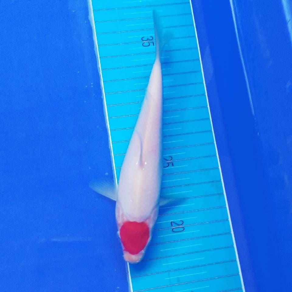 Tancho kohaku
