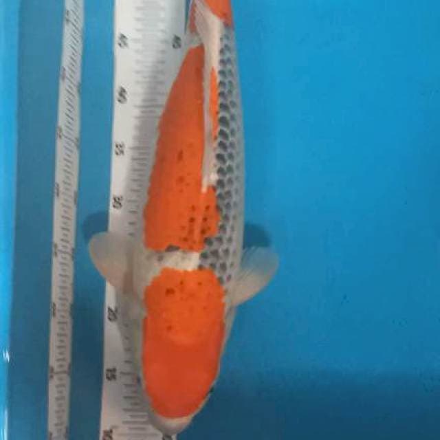 Gosiki